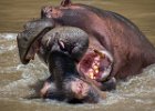 Angry Hippos - Richard Hall (Open)